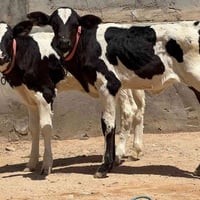 هولشتاين • عرايس • السماوة