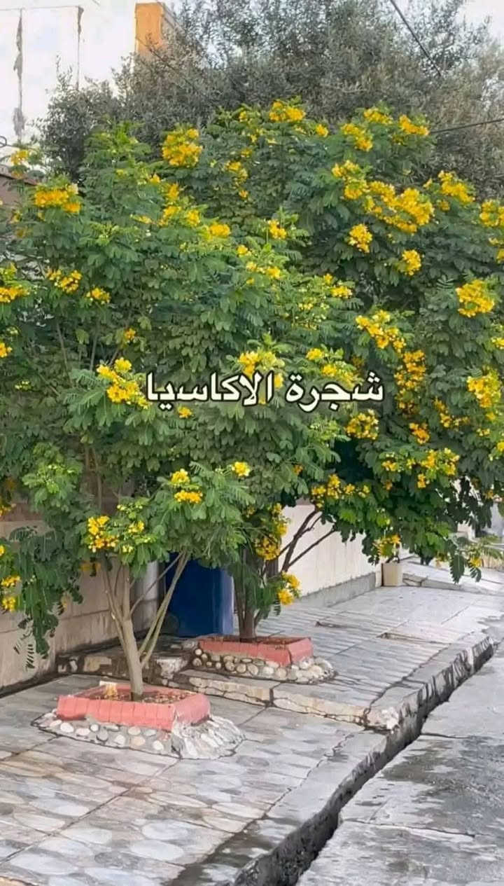 شجرة الاكاسيا المصرية  الجميلة تتحمل الأجواء الحارة لا تحتاج لمياه كثيرة  
 حاول تزرعها على باب بيتك وان شاءالله خلال ٣سنوات سيكون شكل بيتك مبهج  
ساهم فى التجميل
مبادرة النفس الأخضر للتشجير في واسط قضاء الحي


**إذا كنت صاحب هذا الإعلان وتريد حذفه لأي سبب، رجاءا أرسل رسالة إلى الدعم الفني**