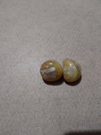 زوج سليمانيات • فحل ونثية • بصره تنومه