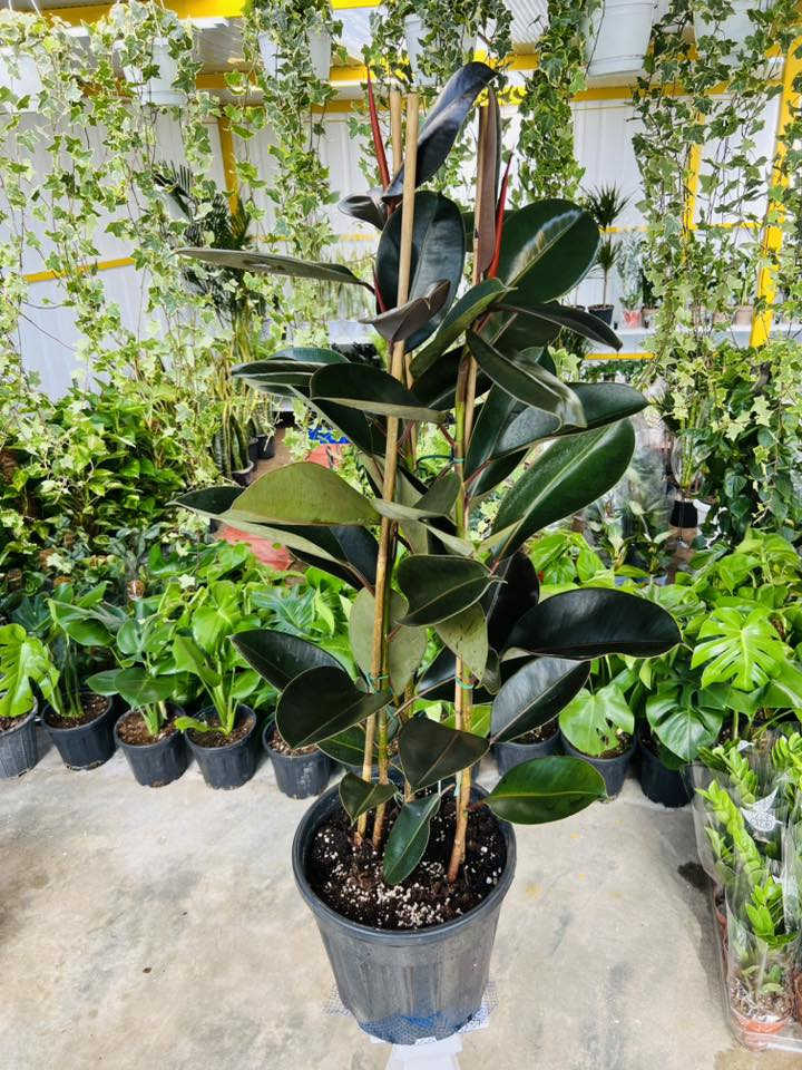 نباتات طبيعيه داخليه تغير شكل بيتك ومودك 🙏🌹

الاسعار مذكوره تحت الصور 🌹

ملاحظه : توصيل كافه محافظات موجود 🌹

#اكسبلور_ديالى_خانقين_بغداد_حمرين_جلولاء_سعديه_كلار_كركوك_سليمانيه_اربيل_عراق_نباتات_طبيعيه_حله_موصل

🏢 الـعـنـوان: { ديالى - خانقين  - شارع جودليه - خلف مدينه العاب الجديده من جهة ملعب الشهيد حسين منصور }
يوجد لدينا خدمة توصيل 
***********🚛
