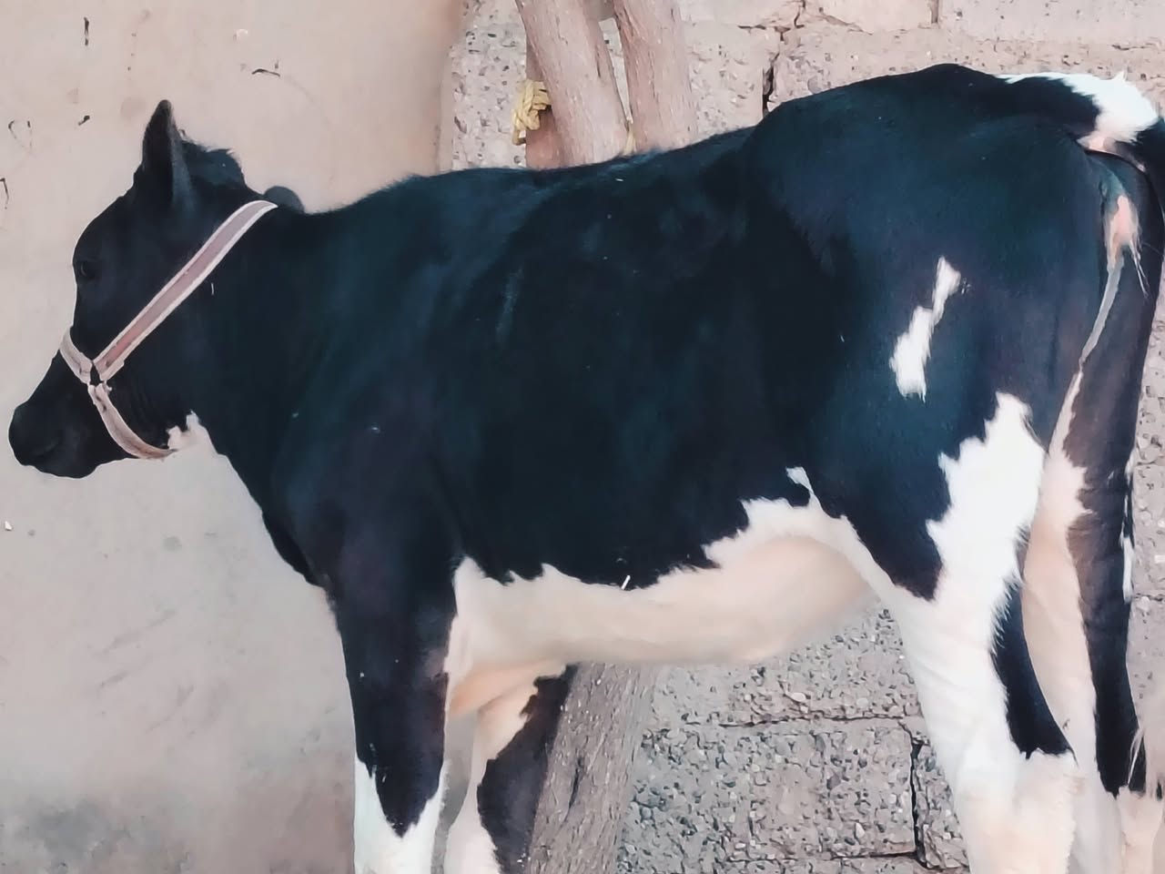 بسم الله ماشاء الله
بچر كاملة على باب صراف 

فريزي الاصلي ام الصرة 

بچر خشنة فول رقم واحد 

بچر درجى اولى  مال جنيه   

شرط اچل وشرب ونصاحة فول 

المكان  صلاح  الدين الشرقاط الخضرانيه

***********
***********
