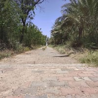 ٣ دونم • بستان مثمر • ١٠٠ نخلة