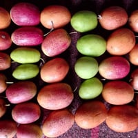 مستعدون للتطعيم السدر (النبك) واكو انواع اخرى………………    الانواع: 1-تفاح...