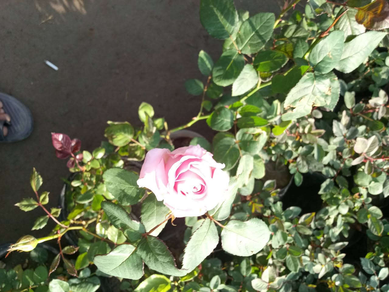 اللهم صلي على محمد وال محمد تم وصول وجبه جديده من الضليات بأنواعهه والحمضيات والورد الجوري بأنواعه واحجامه والورد الايراني بمختلف الالوان وبأسعار تنافسيه يعني بسعر الجمله وعنده جمله لاصحاب المشاتل وعنده توصيل هم كل مناطق المسيب يعني تريد تزورنه مليون هلا مالك خلك مابيك حيل اتصل وكلشي يوصلك لباب بيتك عنوانه مسيب حي المعلمين قرب سكت القطار مشتل الشمري


**إذا كنت صاحب هذا الإعلان وتريد حذفه لأي سبب، رجاءا أرسل رسالة إلى الدعم الفني**