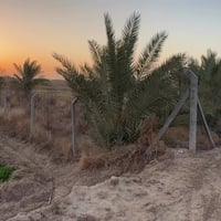 خلف جامعة بابل • طابو زراعي • سند 25