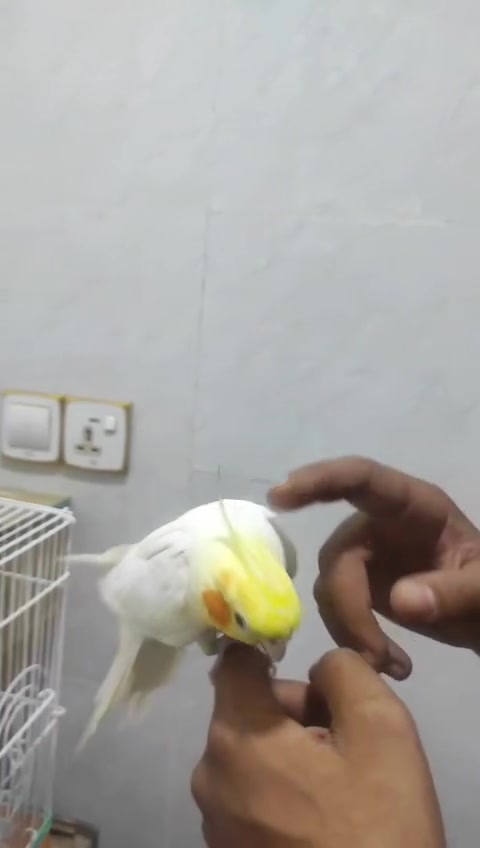 متاح كوكتيلات اليف شكريات عراقيات مزاويج زوجهن ب80 هنه وقفصهن ب100 على وجه مبياض
***********
***********
