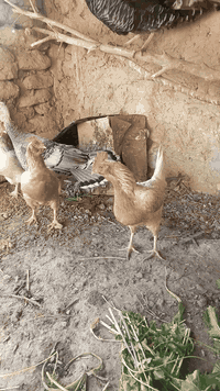 للبيع زوج اناثي فسيفس بياض هيه وبيضه ب٦٠ودجاج يهودي زوج ب٣٠
مكاني حديثه. بروانه 
نقد بدون دين


**إذا كنت صاحب هذا الإعلان وتريد حذفه لأي سبب، رجاءا أرسل رسالة إلى الدعم الفني**