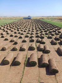 ورحمه الله وبركاته+موجود انواع ثيل طبيعي وخدمه توصيل جميع محافظات وشتر...