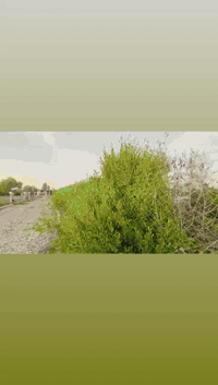 مزرعه للبيع مساحة ١٦٠٠ متر يتكون من غرفة وصحيات وبيها كهرباء وبير توازي اتصال ع رقم *********** السعر ٣٢ مليون وبيها مجال ان شاءالله
