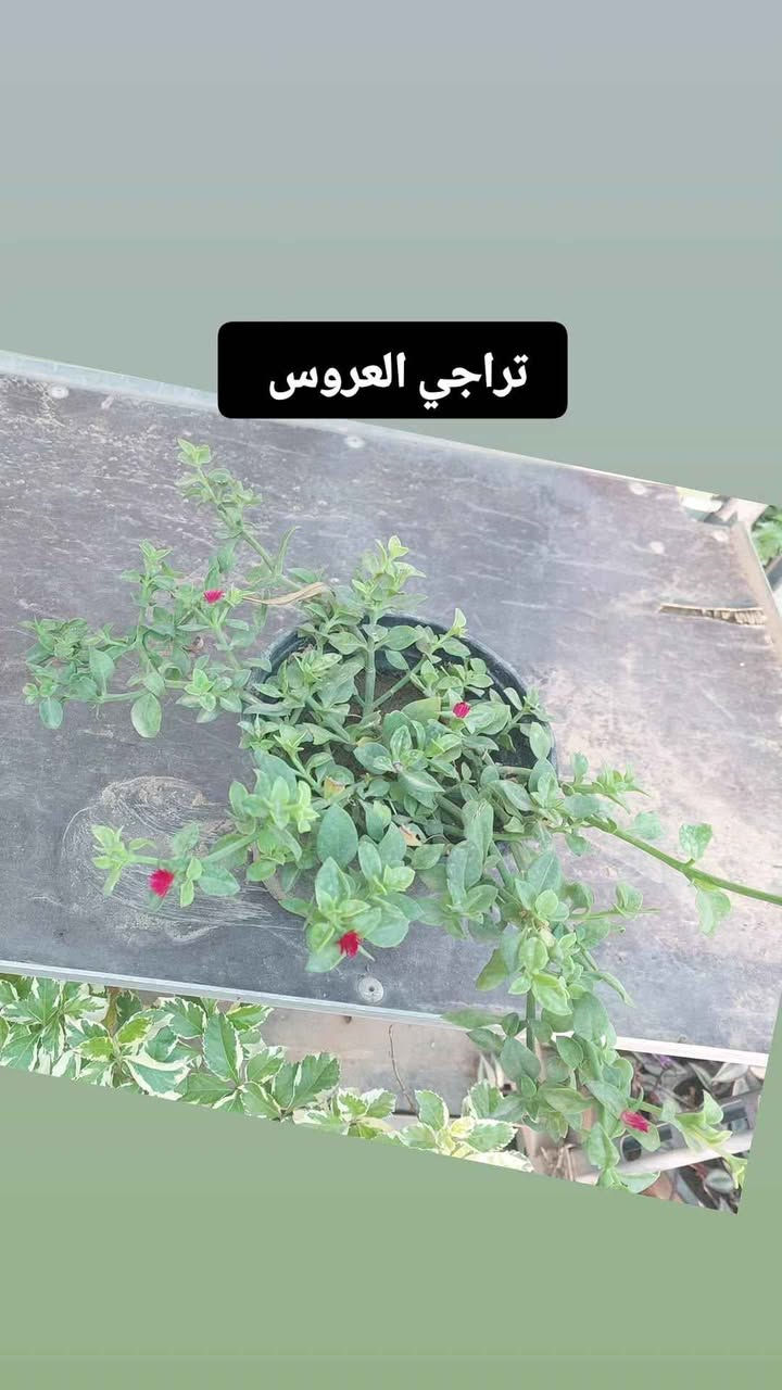 نباتات طبيعية للبيع هولنديه يوجد توصيل جميع محافظات كركوك, العراق


**إذا كنت صاحب هذا الإعلان وتريد حذفه لأي سبب، رجاءا أرسل رسالة إلى الدعم الفني**