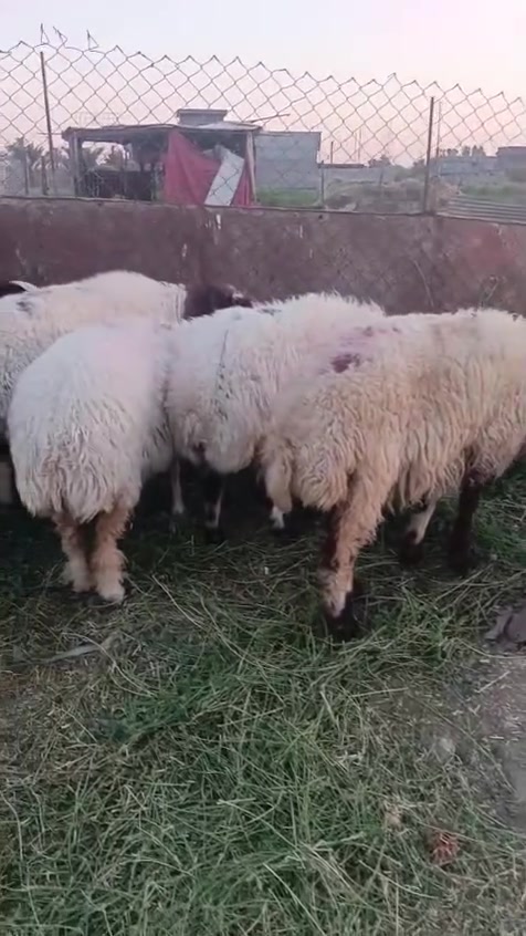 للبيع ٥ نعاج ٤ عشر وحده مطفل أكبر وحده بيهن ام ثالث سن وشطر ونصاح وعلى كل عيب نعاج فاخرات بشكل مكانهن الانبار الحبانيه كولكم  الي عنده طمع عليهن يتصل عل رقم ***********
