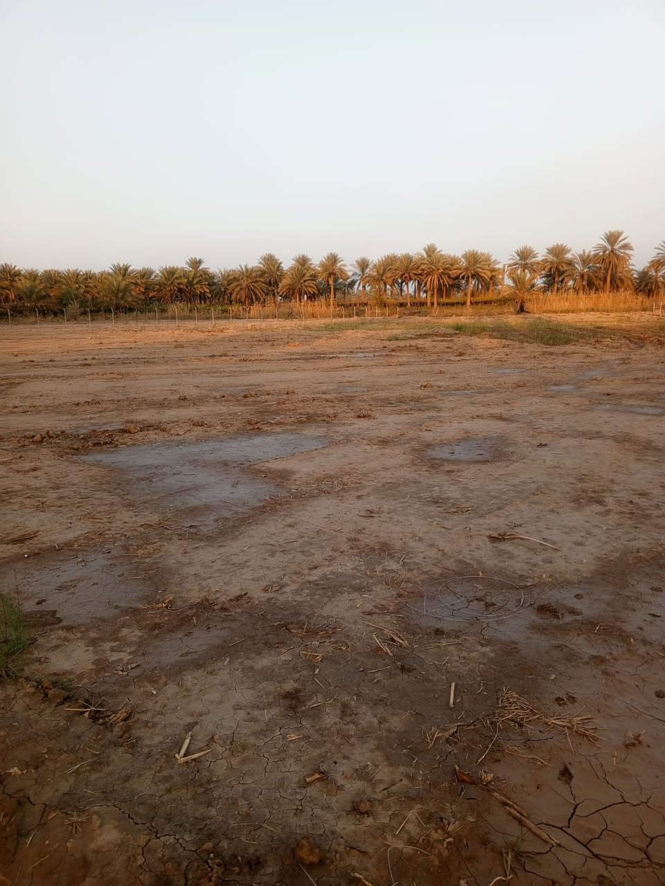 سلام عليكم قطعت ارض الايجار 3دونم طريق حله ديوانية ***********
