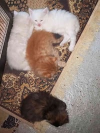 بزازين شيرازي • لعبات عيون زرك • حصوه مال حله