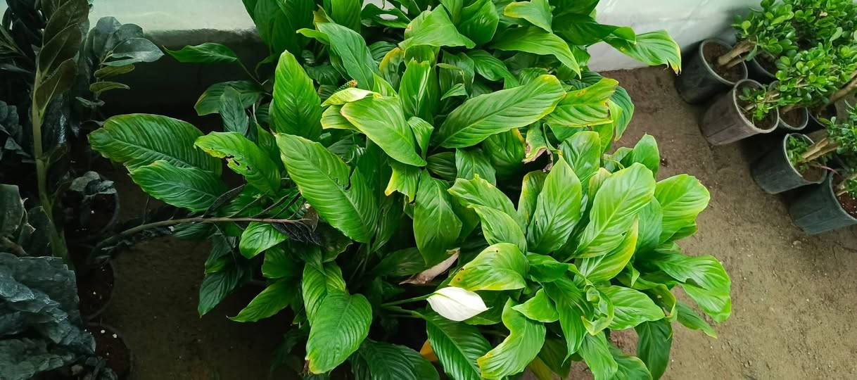 يا الله يتوفر يم #مشتل_المسرة تشكيلة متنوعة من النباتات، حيث تجدون مجموعة متميزة تضم النباتات الظلية التي تضفي الجمال والهدوء على الأماكن الداخلية من المنازل أو المكاتب، بالإضافة إلى النباتات الخارجية التي تزهو في الحدائق والمساحات المفتوحة. ملاحظة هامة: تزامناً مع شهر رمضان المبارك، والذي يحمل في طياته أجواء خاصة من الروحانية والاحتفاء، سيتم افتتاح المشتل كل يوم بعد الإفطار، مما يتيح للزوار فرصة للاستمتاع بالطبيعة وأخذ وقت للتجول بين النباتات في أوقات المساء الهادئة والمريحة.


**إذا كنت صاحب هذا الإعلان وتريد حذفه لأي سبب، رجاءا أرسل رسالة إلى الدعم الفني**