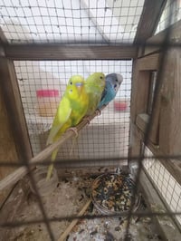 طيور حب • فحلين • بغداد الامين