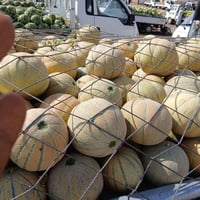 بذور بطيخ قرصي درجه اولى الاستفسار خاص او عل هاذه الرقم 07832266132