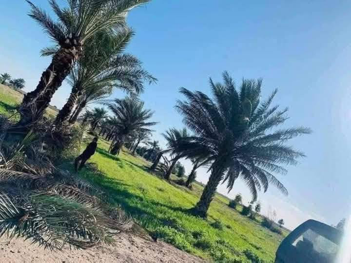 🌟 فرصة استثمارية لأصحاب الإمكانيات المحدودة 🌟
​للبيع أرض زراعية بستان نخيل 🌴 بمساحة 20 دوانم في موقع متميز وهادئ.
​📍 الموقع: سبع البور - ذراع دجلة - منطقة الشيخ عامر (بالعيساوية، عبور الجسر الثاني).
​📜 السند: طابو زراعي (سند 25 أصولي) - فتح بيان فوري.
​💰 السعر: 9 مليون دينار فقط للدونم الواحد.
​🚜 المميزات:
​خدمات كاملة (كهرباء، ماء سقي).
​موقع حيوي قريبه من مدرسة.
​تبعد 12 دقيقة عن السوق وبنات الحسن.
​🤝 الضمان: شرطنا الأساسي (ما تدفع ولا فلس إلا بعد فتح البيان في دائرة الطابو باسمك).
​📞 للاستفسار والتواصل (واتساب):
***********
***********
