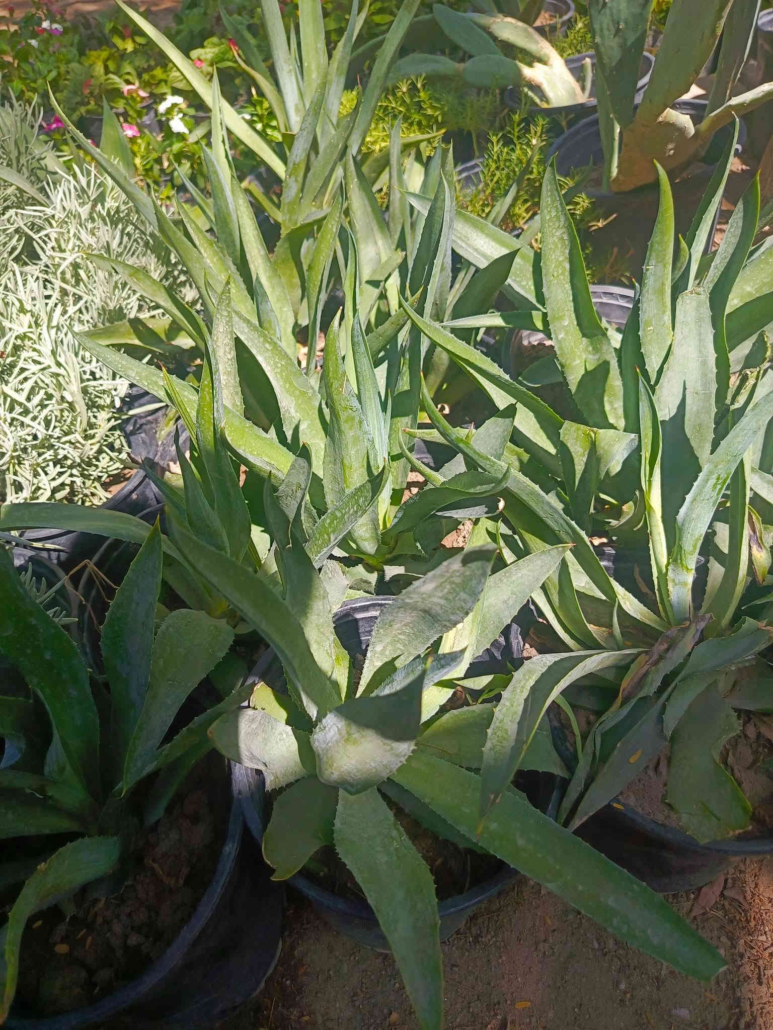 للحجز والاستفسار واتساب‏‪***********‬‏
يوجد توصيل داخل النجف والكوفه
