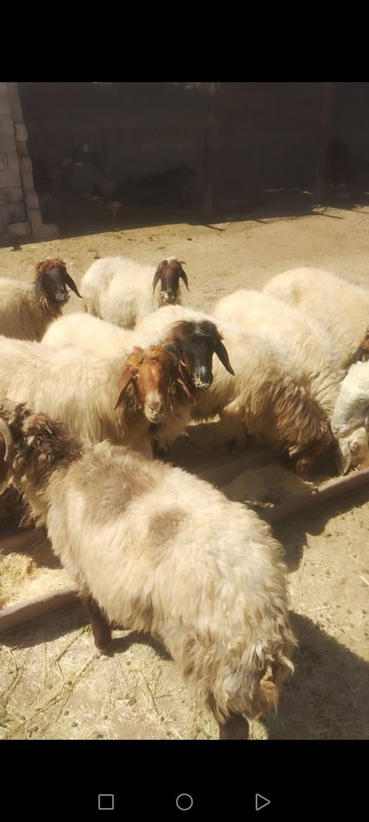 12 انعجه ازقر وحده بيهن شالعه سنين مالات ربط حالهن زين اسمان نصاحه3 تيام سعر الزوج القفل والنهائي450
المكان الشرقاط قرية شكرآ ***********
***********
