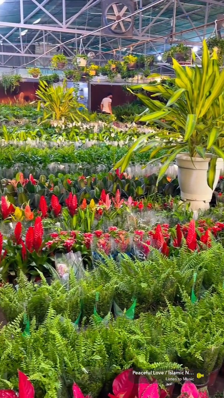 مشتل الأمير 
صباح الورد 🌞 
يتوفر لدينا جميع نباتات ظليه و خارجيه جمله ومفرد 
العنوان بغداد سبع بكار قرب وقف سني ***********
