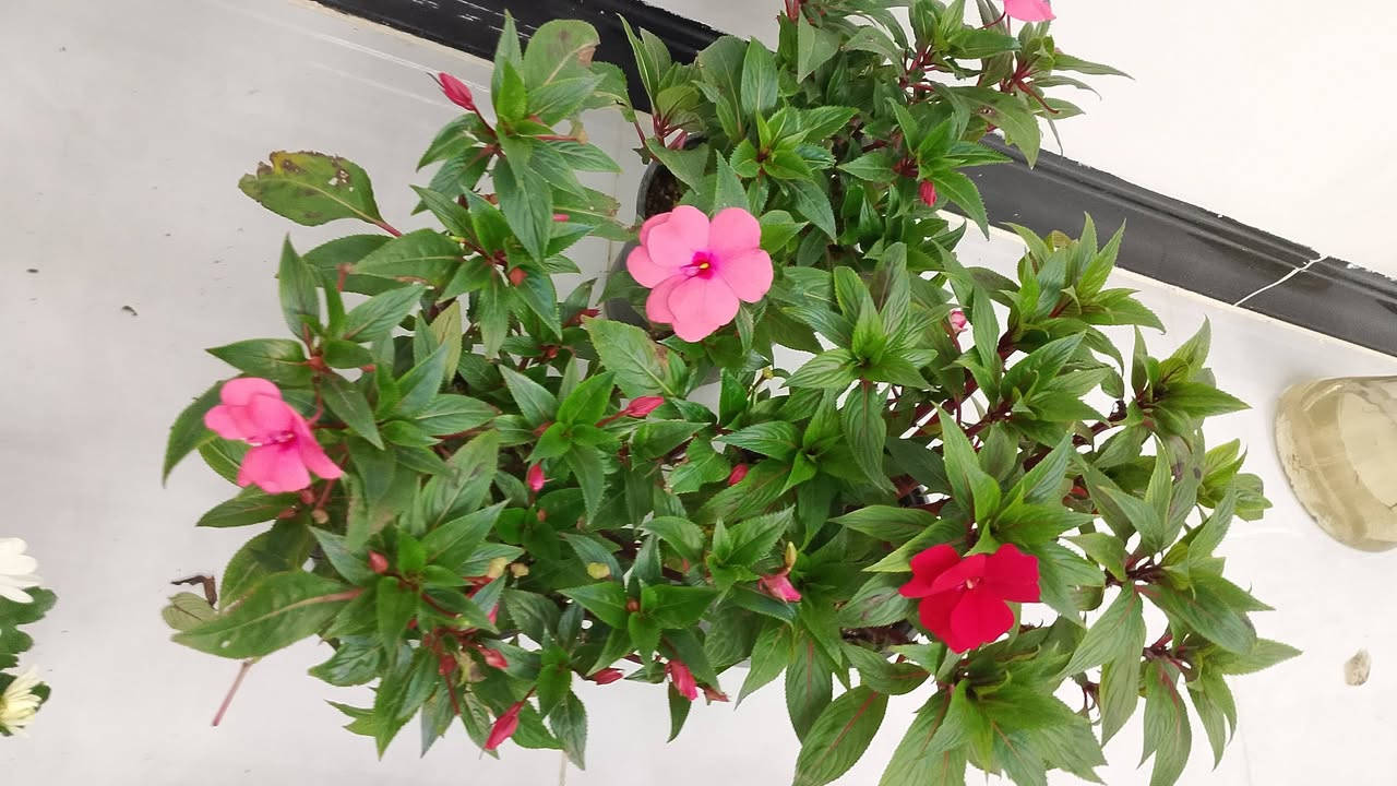 انواع النباتات الضليه والخارجيه توصيل داخل كركوك وخارج 
للستفسار راسلو صفحه


**إذا كنت صاحب هذا الإعلان وتريد حذفه لأي سبب، رجاءا أرسل رسالة إلى الدعم الفني**