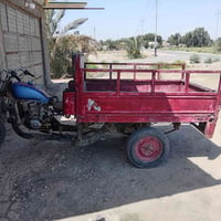 ستوته • كلك اوراق • تعبانه
