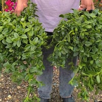 نباتات عراقية • تراجي العروس • ورد جوري