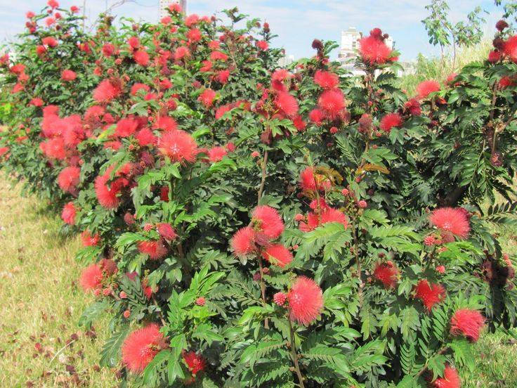 🌿 مشتل نباتات نادرة 🌿
توفرت شتلات كالندرا (Calliandra haematocephala) 🌺✨

 
📏 الارتفاع: من 70 إلى 80 سم تقريباً
💰 السعر: 10 آلاف
🚚 التوصيل: متوفر لجميع المحافظات

🌿 المواصفات:
نبات زينة جميل يتميز بأزهاره الحمراء الكروية بشكل ملفت للنظر، أوراقه
 خضراء ناعمة ويعطي منظر استوائي راقي للحديقة 🌺

🌞 التحمل:
يتحمل أجواء العراق بشكل جيد، يحب الشمس المباشرة ويعيش بنجاح مع العناية البسيطة 💪🌿

🌸 الفوائد:
يعطي شكل جمالي فخم للحدائق 🌷
سريع النمو نسبياً 🌱
مناسب للزراعة في الحدائق أو الأصص

📞 للحجز والاستفسار: ***********
🌿 سارع بالحجز الكمية محدودة 🌿
