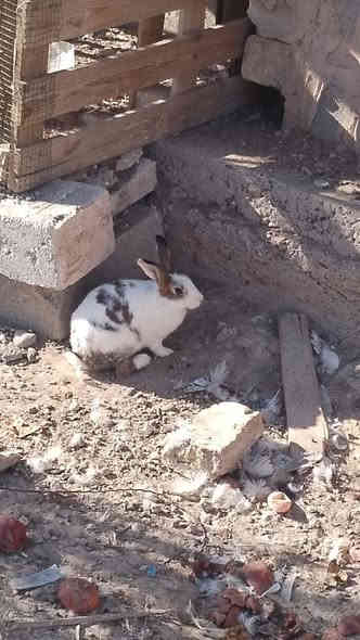 ارانب للبيع فحل ونثايه ثنين و١١ فرخ وياهن سعرهن ٣٠ وبيهن مجال مكاني تكريت القادسيه ***********
