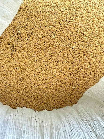 يوجد لدينا طن حنطه عربيه بنة الجيس للبيع سعر ٨٠٠  السفسار ***********
