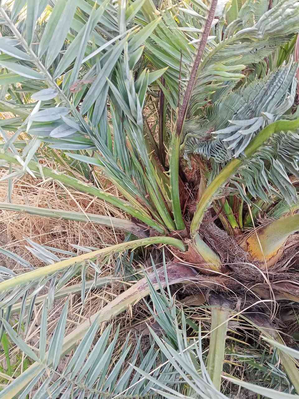 يوجد فسائل نخيل نوع شويثي، درجة أولى للبيع.
العنوان الرفاعي***********
