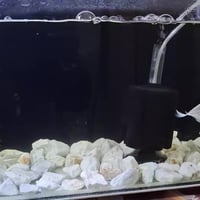 حوضين للبيع كامل كل نقص مابي  سمك اورندا اصليات ثري كلر تايلندي عدد٨ ك...