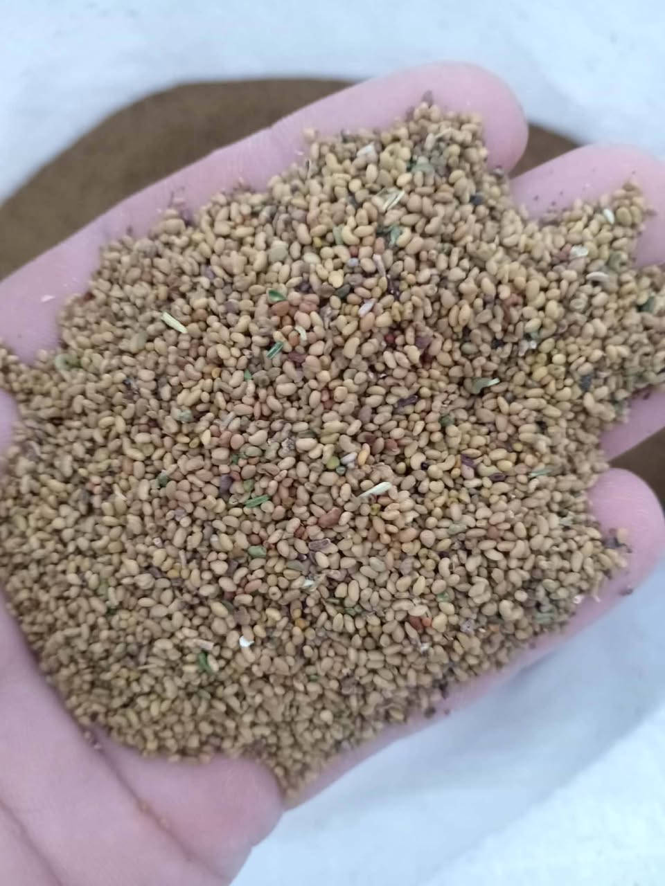 يوجد بزر جت البيع كفاله بس يطلع ابيع سعر الكيلو 8ونص مكاني قرية الرافده ***********

