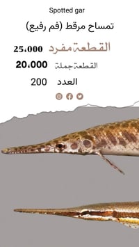 أسماك زينة • فايتر • سوك الغزل