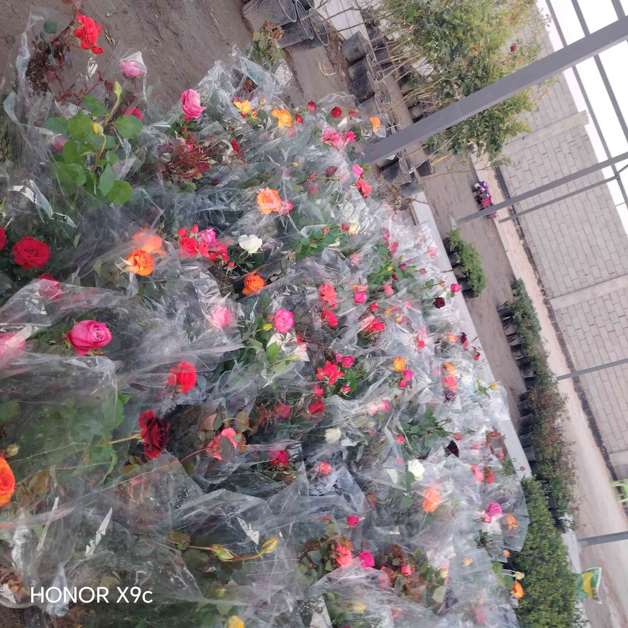 تم وصول وجبه من الورد الجوري القطمر.
الي مشتل الخالدية المركزي. فرع الثاني
سعر الشتله ٣٠٠٠ 
العنوان الخالدية سده ابو فليس
للحجز والاستفسار الاتصال على الرقم *********** جاسم الخليفاوي.
