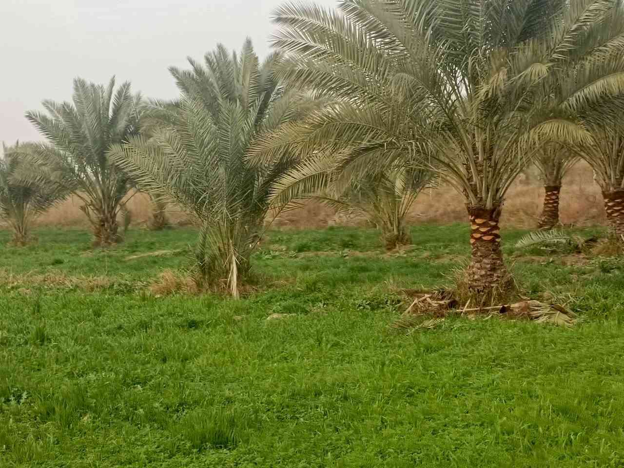 السلام عليكم
#اربعه دونم 
#طابو زراعي سند 25 تحويل مباشر 
#وجه الارض 40 متر 
#تبعد عن شارع العام طريق كربلاء نجف كلوين 
#تصلح الارض سكن او منتجع او زراعه الارض مخدومه
#موقع كربلاء منطقه الجذار 
***********
***********
