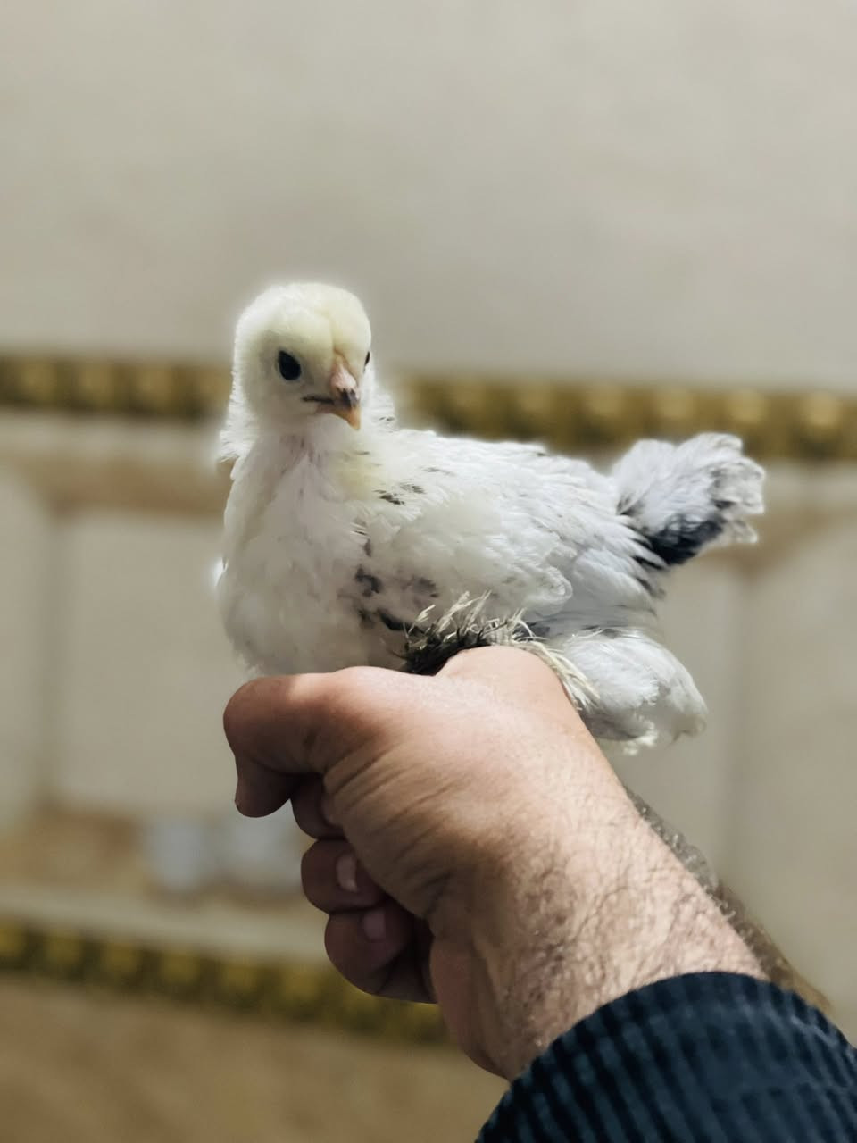 متاح افراخ براهمه دكتوره الخط الاول العمر شهر العدد 10 سعر الزوج 40


**إذا كنت صاحب هذا الإعلان وتريد حذفه لأي سبب، رجاءا أرسل رسالة إلى الدعم الفني**