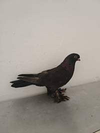 طيره زنكيه • ديالى