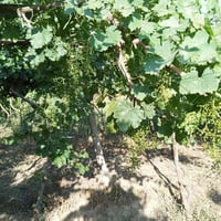 قطعه ارض للبيع دونمين زراعي مسيجه وكل الخدمات واصله وقريبه على نهر دجل...