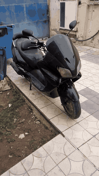 فورزة 6,0 للبيع  او مراوس  جاهزة  السعر 400 قفل بغداد 07712741142