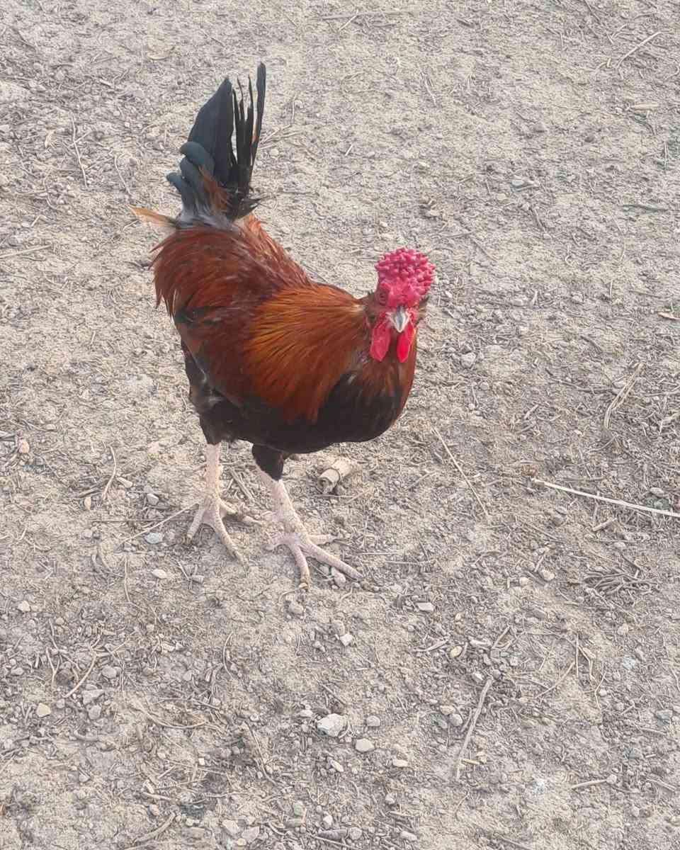 ديج صحه فول ب ١٥


**إذا كنت صاحب هذا الإعلان وتريد حذفه لأي سبب، رجاءا أرسل رسالة إلى الدعم الفني**