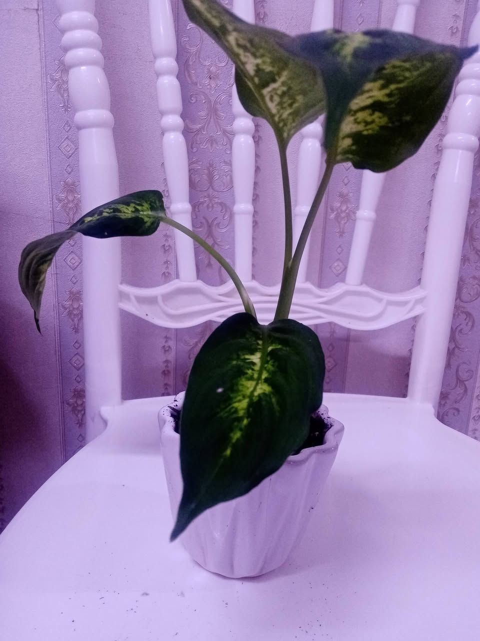 زرع طبيعي ماءي قاروره زرع بلتربه سعر حسب حجم السندانه والقاروره


**إذا كنت صاحب هذا الإعلان وتريد حذفه لأي سبب، رجاءا أرسل رسالة إلى الدعم الفني**