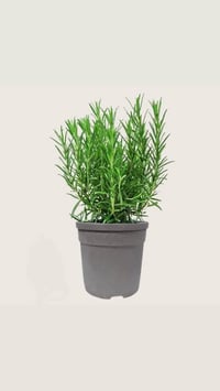 إكليل الجبل • كميات كبيرة • حجم كبير