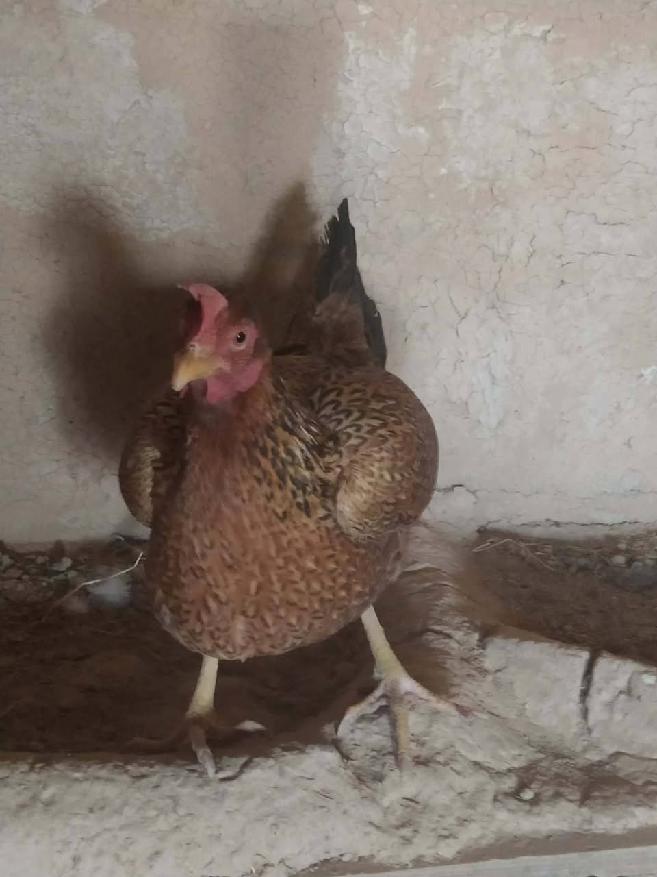 25 مریشکو کەڵەشێر  هێلکەکەر دو مریشکی کر..قەلێکی سوری هۆڵندی هێلکەکەر..7 سۆنەی هۆڵندی بۆفرۆشتن لە سمود..کێ ویستی پەیوەندی بە خاوەنیوە بکات امە ژمارەکەیەتی***********
لەگەڵ 25جوجکەی تازە تەمەن دو ڕۆژ
25 مریشکو کەڵەشێر  هێلکەکەر دو مریشکی کر..قەلێکی سوری هۆڵندی هێلکەکەر..7 سۆنەی هۆڵندی بۆفرۆشتن لە سمود..کێ ویستی پەیوەندی بە خاوەنیوە بکات امە ژمارەکەیەتی***********
