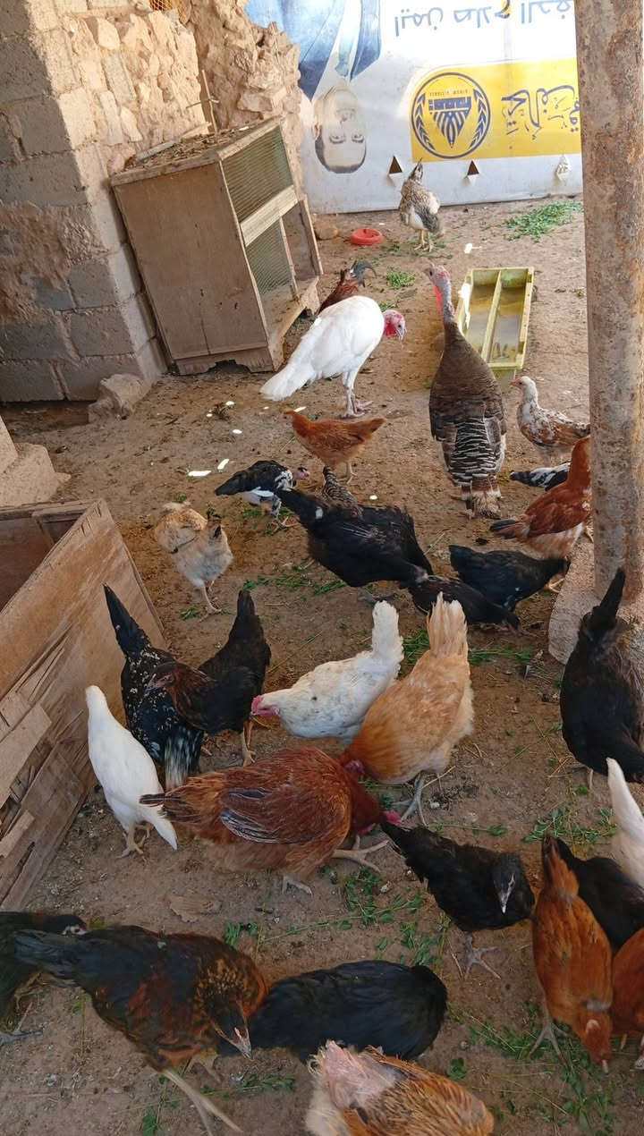 السلام عليكم
فراريج للبيع وفسيفسان اناثي عدد ٣
استفسار ***********
