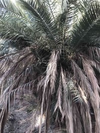 يوجد كادر كامل لترتيب الحدائق وزراعه الثيل وتكريب النخيل وتجميل النخيل...