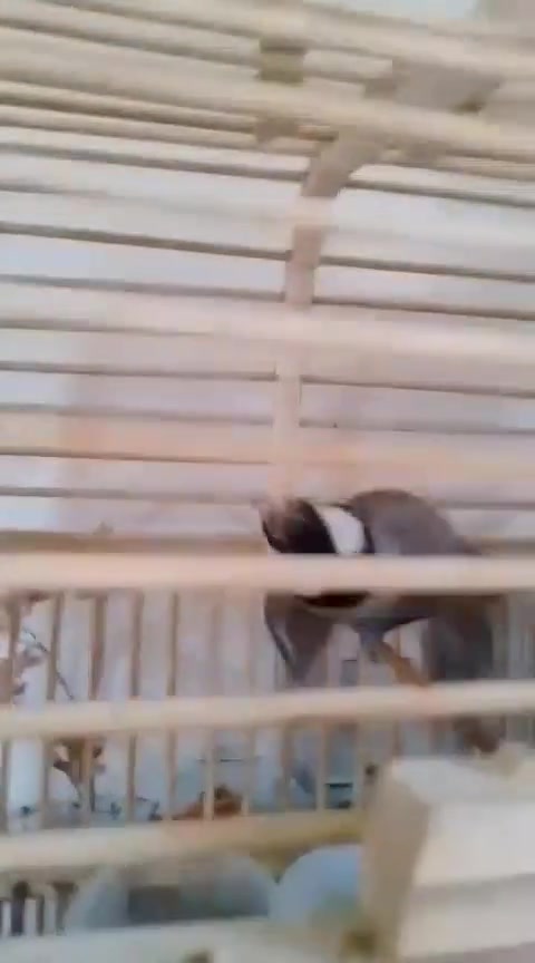 نثيه جاهزه اليفه قفص ومرات تلعب خارج القفص مبيضه بدون فحل مكاني الزعفرانيه اربع شوارع ***********
