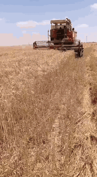 لافيردا مديل 82حاصده نضيفه تصال 07509646259بي واتساب