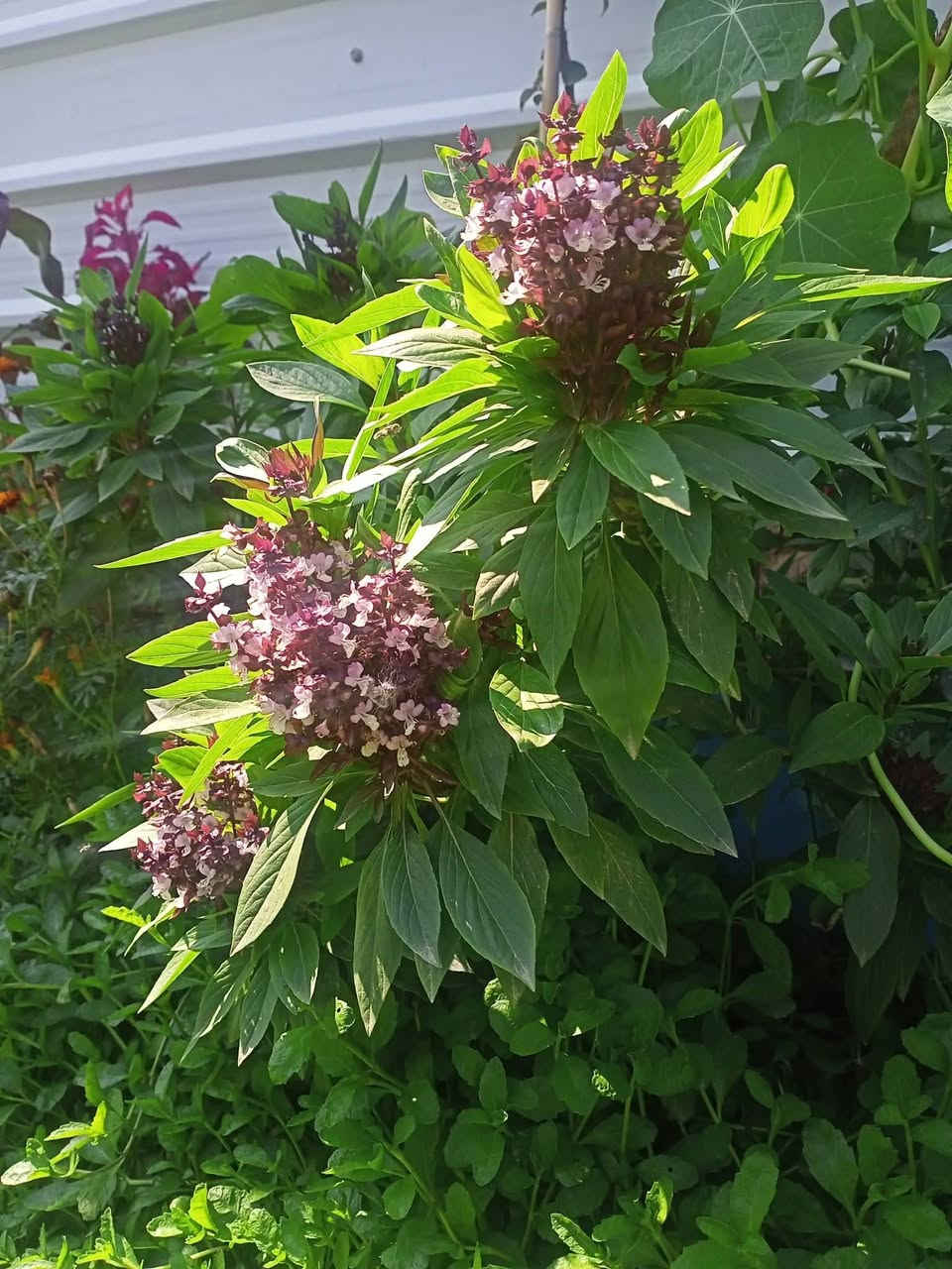 ازرعوا بذوركم 
لتزهر في الربيع والصيف 

متوفر توصيل 

هدايا مجانية 
توصيل ثلاثة آلاف

مغلف الفين 
الحجز دز رقمك وعنوانك والنوع تجيك توصيل للبيت 
بدون اتصال 
ما اجاوب اي اتصال 

متوفر وزن ومغلفات


**إذا كنت صاحب هذا الإعلان وتريد حذفه لأي سبب، رجاءا أرسل رسالة إلى الدعم الفني**