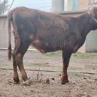 حوليه هولنديه • درجة اولى • الشرقاط الخضرانيه